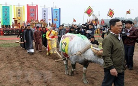 Annual ploughing festival opens in Ha Nam province