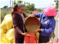 Cham people in Ninh Thuan welcome Ramuwan festival in the joy of bumper harvest