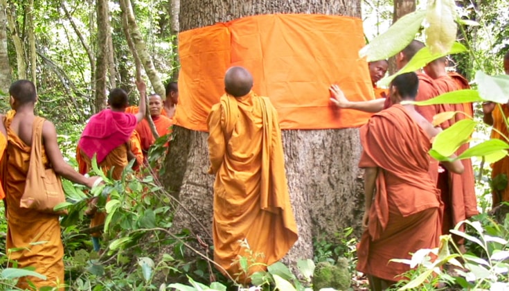 How Buddhist monks are protecting a vulnerable forest from illegal logging in Cambodia