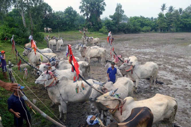 Ox racing festival at Ro Temple 2019