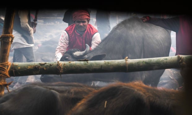 World's 'largest animal sacrifice' starts in Nepal after ban ignored