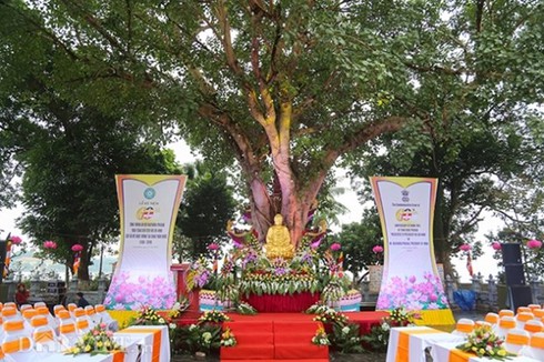 Ceremony marks 60th anniversary of Indian Bodhi tree gifted to Vietnam