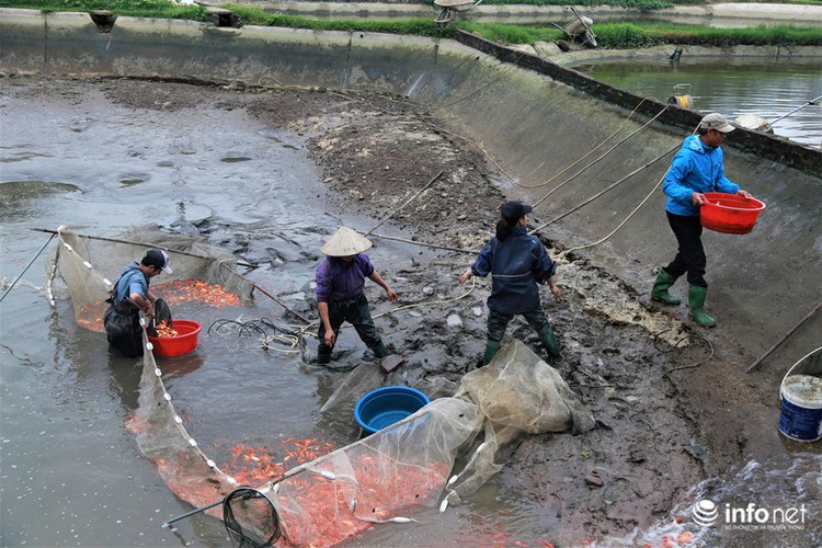 Business booms in red carp farming village ahead of Kitchen Gods Day