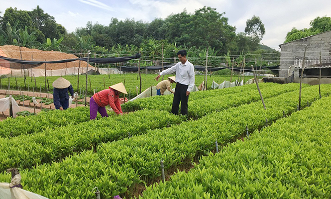 Quang Binh authority honors contributions of Catholics in patriotic movements