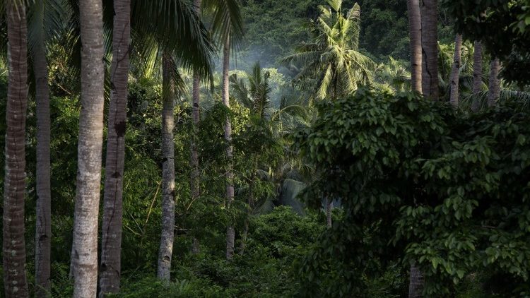 Philippine diocese plants 60 thousand trees in a single day