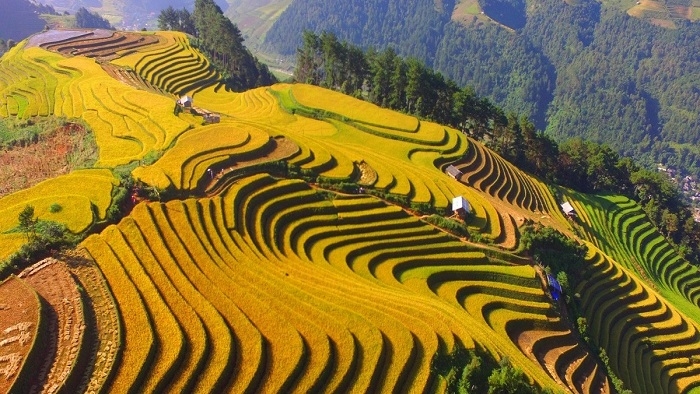 Festival exploring Mu Cang Chai terraced fields slated for August 29-October 18