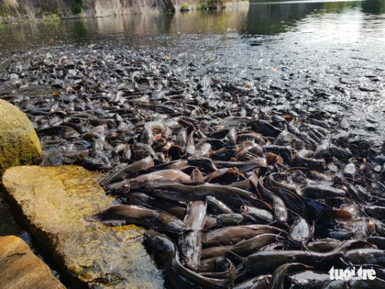 Thousands of catfish in Truc Lam Zen monastery in An Giang