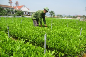 Religions in Quang Binh make practical contributions for social development