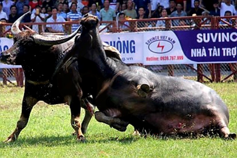 Hai Phong to suspend buffalo fighting festival 2021