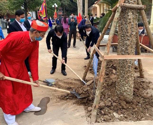 Plantation of over 1,200 rice-flower trees in Huong pagoda relic site kicked off