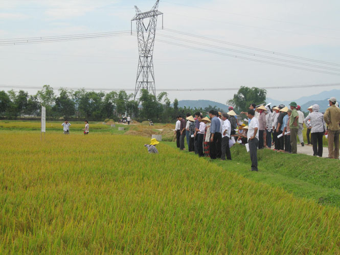 Catholics in Ba Don municipal city of Quang Binh province makes practical contributions to local socio-economic development