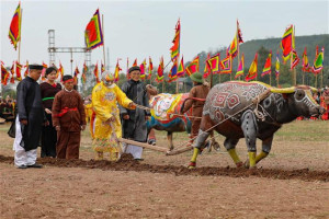 Traditional ploughing festival held to pray for bumper crops