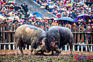 Buffalo fighting festival in Vinh Phuc reopened