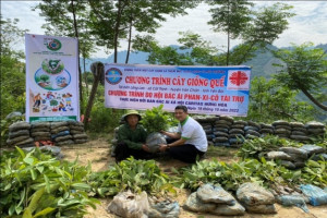 Caritas Hung Hoa presents trees to local people in Yen Bai province