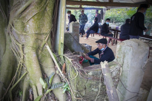 Forest worship of the Dao