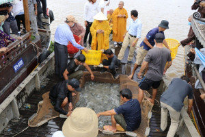 Buddhists in Ben Tre release live fish