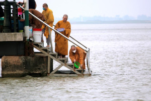 VBS in Nghe An releases nearly 20 tons of fish in first five months